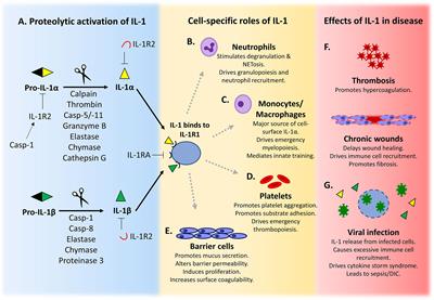 Frontiers | Alternative Pathways of IL-1 Activation, and Its Role 